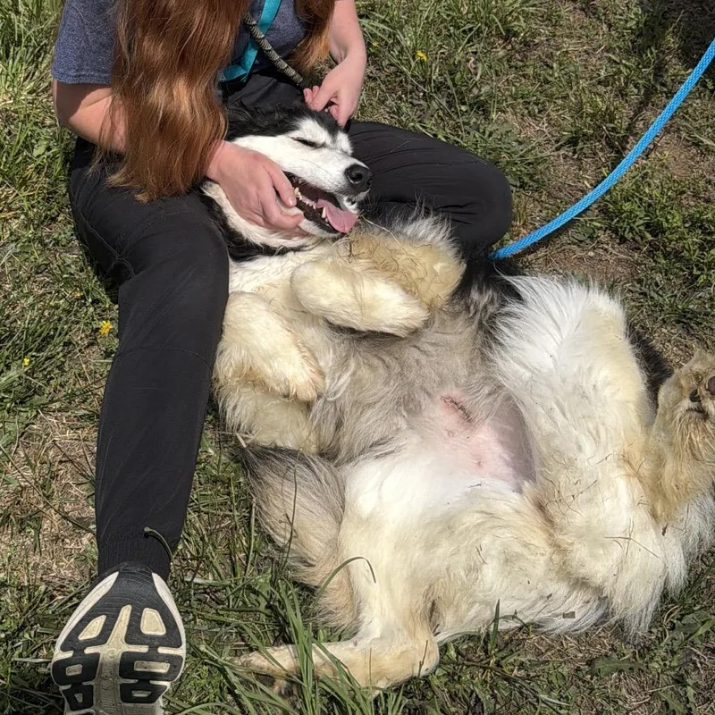 Dakota thumbnail 2