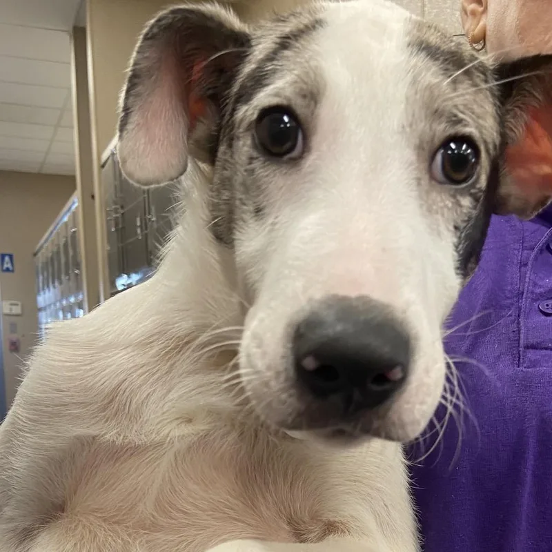 A baby large-sized male Pointer dog named SCR George for adoption in Port Washington, NY