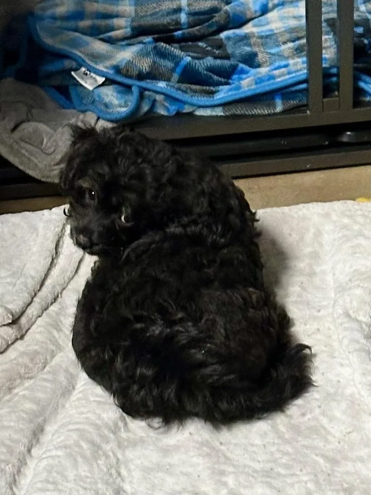 A baby small-sized male Black Maltese dog named Ozzy for adoption in Milton, GA
