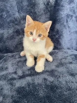 A young medium-sized male Domestic Short Hair cat named Sweetums for adoption in Buffalo, MN
