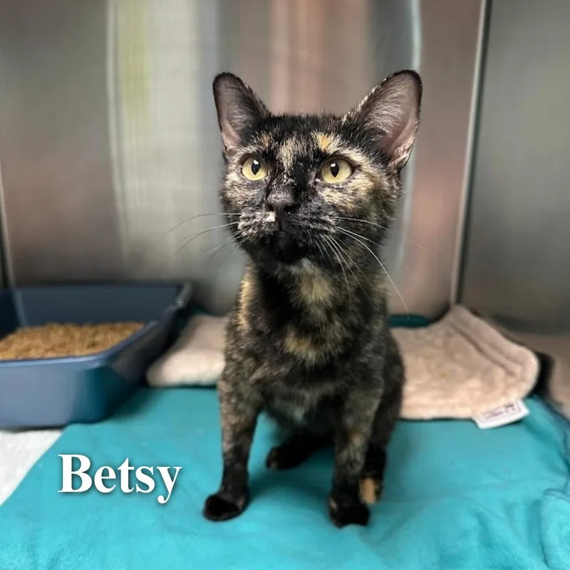 Betsy