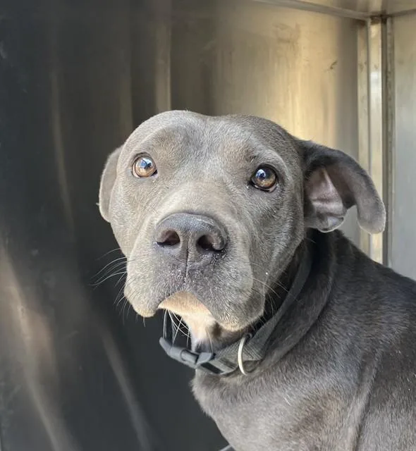 A young medium-sized female Mixed Breed dog named Jasmine for adoption in Dallas, TX