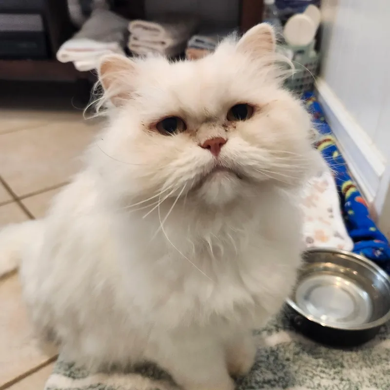 An adult medium-sized male Ragdoll cat named Sanil for adoption in Staten Island, NY