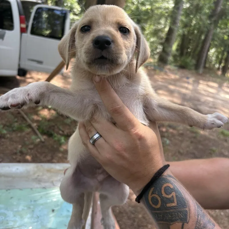 Klaus