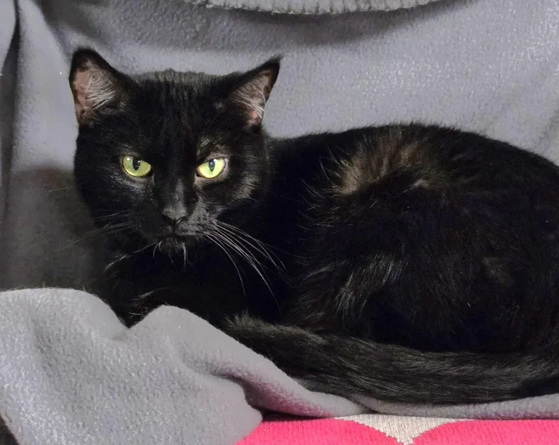 An adult medium-sized female Black Domestic Short Hair cat named Bj for adoption in Shawnee, KS