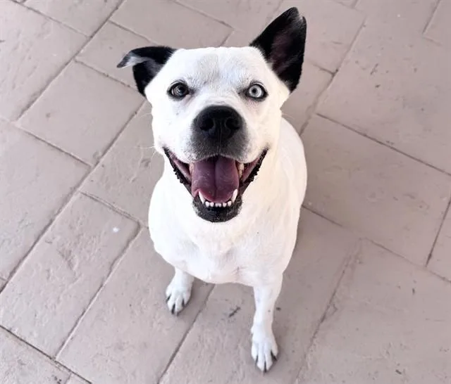 An adult medium-sized female Australian Cattle Dog / Blue Heeler dog named Flicka for adoption in Tucson, AZ