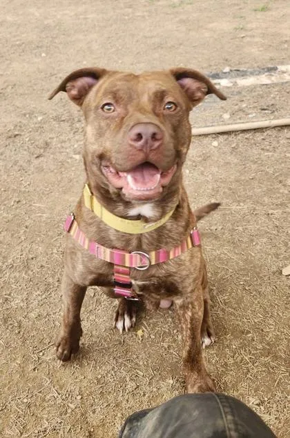 An adult medium-sized male Pit Bull Terrier dog named Bark Twain for adoption in Marshall, NC