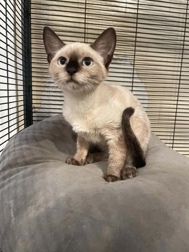 A young medium-sized female Siamese cat named Shego for adoption in Bishopville, SC