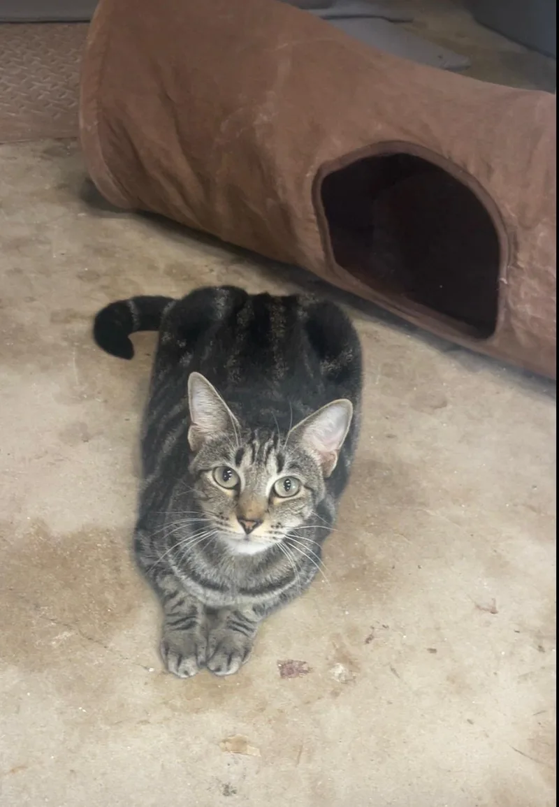 An adult medium-sized female Tabby (Buff / Tan / Fawn) Domestic Short Hair cat named Savannahwatch video for adoption in Port Orange, FL
