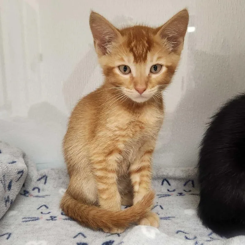 A baby small-sized male Orange / Red Domestic Short Hair cat named Colby for adoption in Sunnyvale, CA
