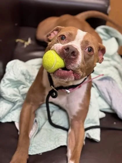 An adult large-sized female Pit Bull Terrier dog named Tammy for adoption in Independence, MO