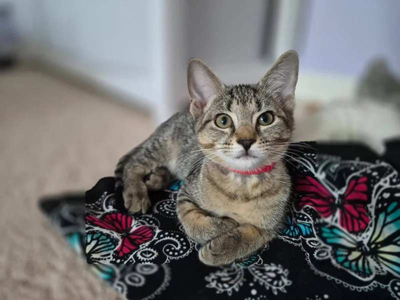 A baby medium-sized male Domestic Long Hair cat named Baxter and Emily for adoption in Leesburg, VA