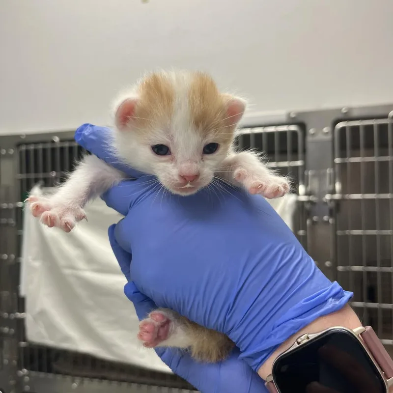 A baby small-sized male White Domestic Short Hair cat named Beach Ball for adoption in Charlottesville, VA