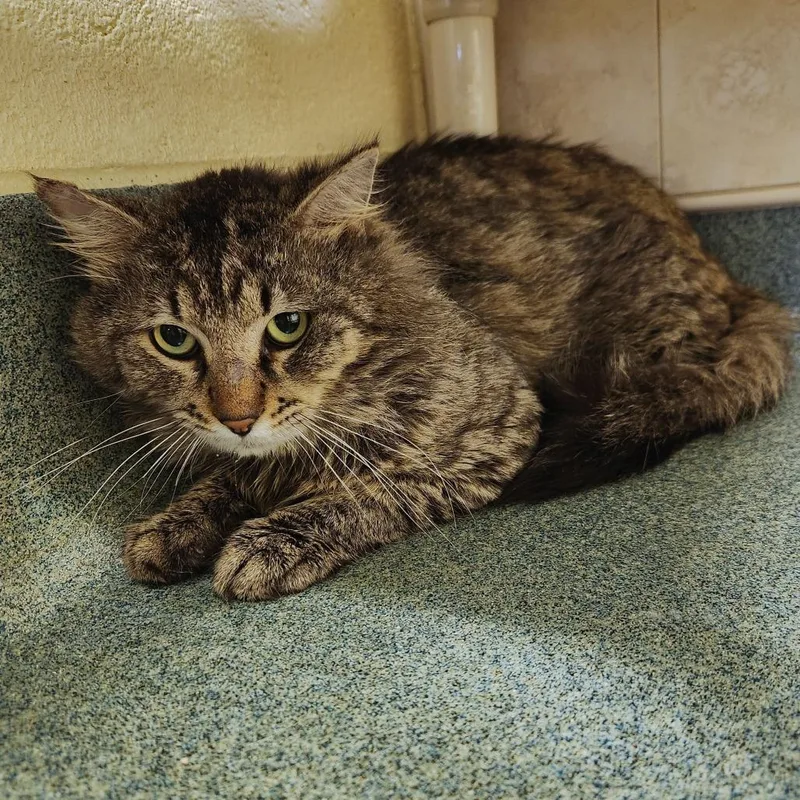 An adult large-sized male Brown / Chocolate Domestic Long Hair cat named Tom for adoption in Naples, FL