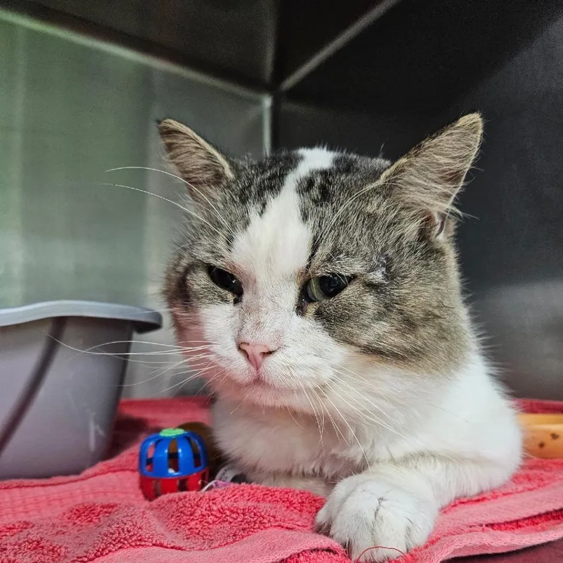 An adult medium-sized male White Domestic Short Hair cat named Arnold for adoption in Tawas City, MI