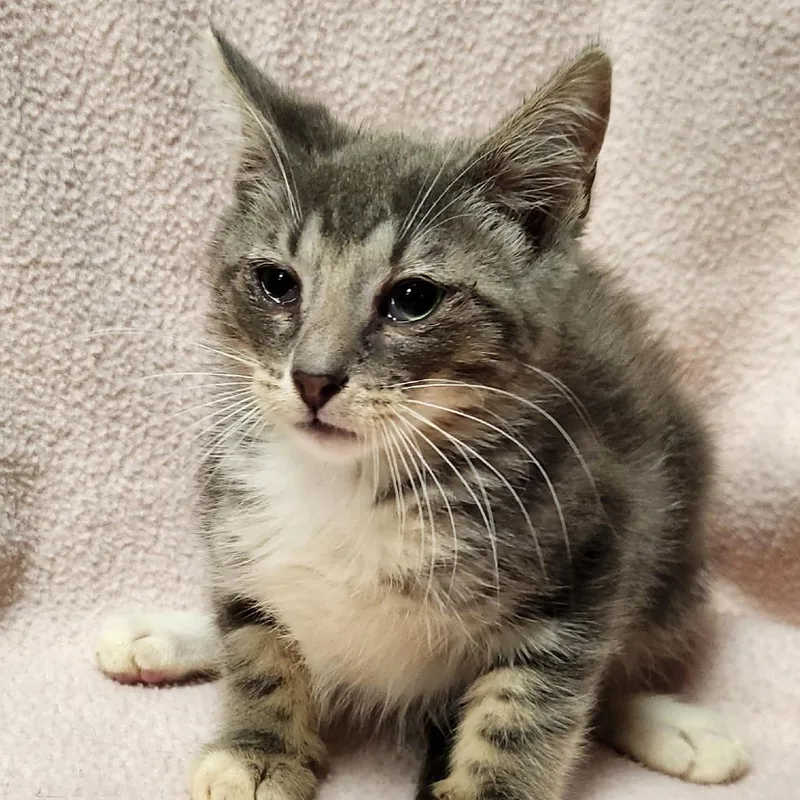 A baby small-sized male Gray / Blue / Silver Domestic Short Hair cat named Tiger for adoption in Brighton, MO