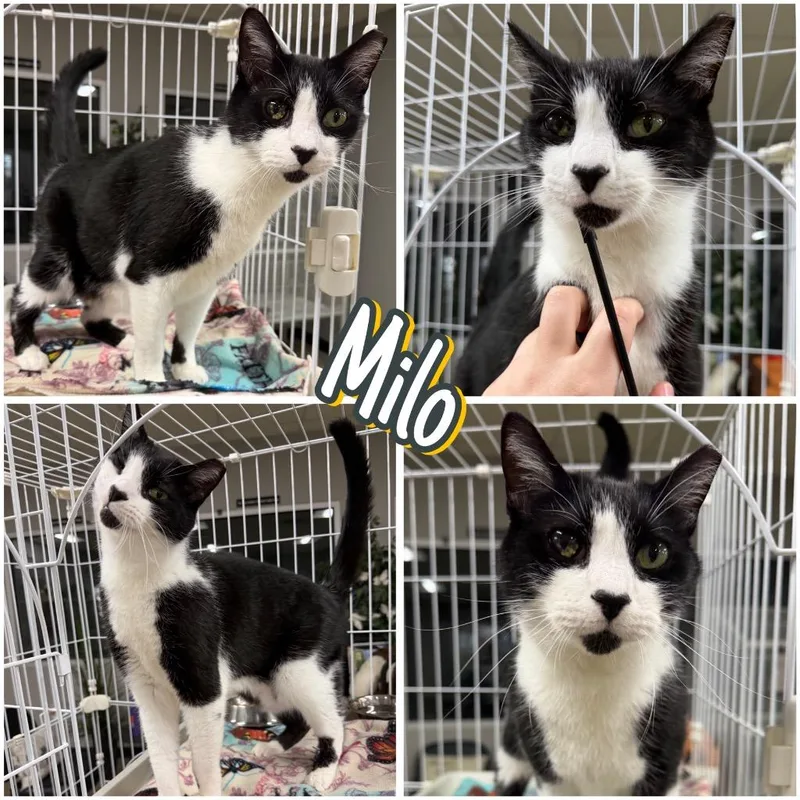 An adult medium-sized male Domestic Short Hair cat named Milo for adoption in Pierceton, IN