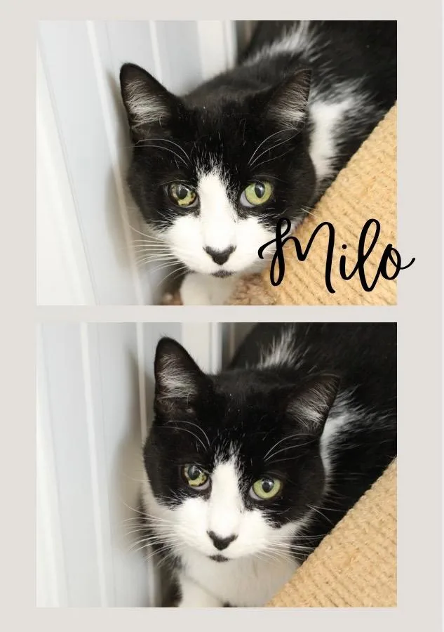 Milo thumbnail 5