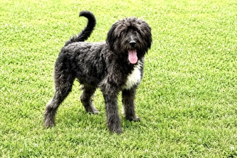 A baby large-sized male Black Poodle dog named Brody for adoption in Maryville, TN