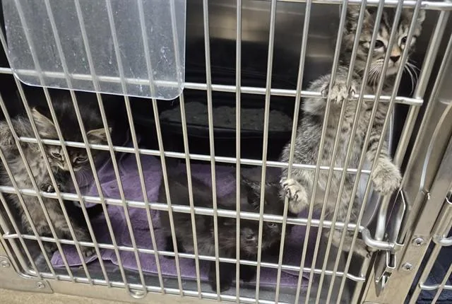 A baby small-sized male Domestic Short Hair cat named Whack for adoption in Decatur, IL