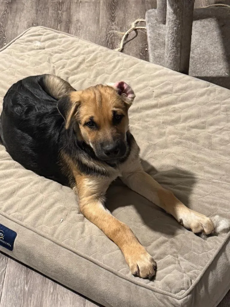 A baby medium-sized male Shepherd dog named Early Ehrhardt for adoption in Fort Lupton, CO