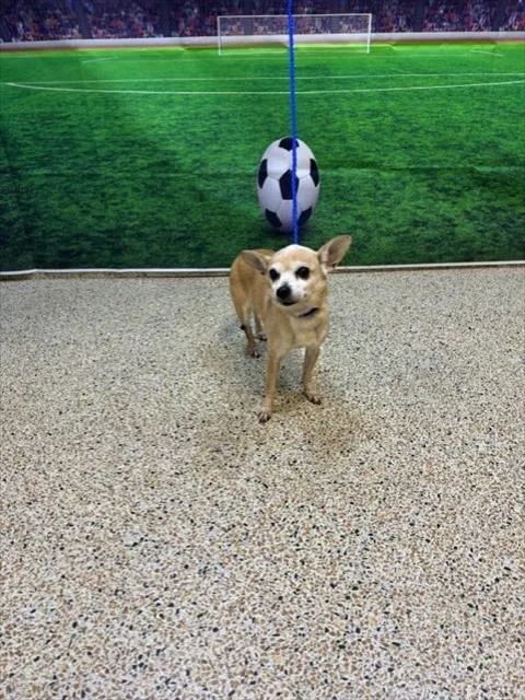An adult small-sized female Chihuahua dog named Paris for adoption in Miami, FL