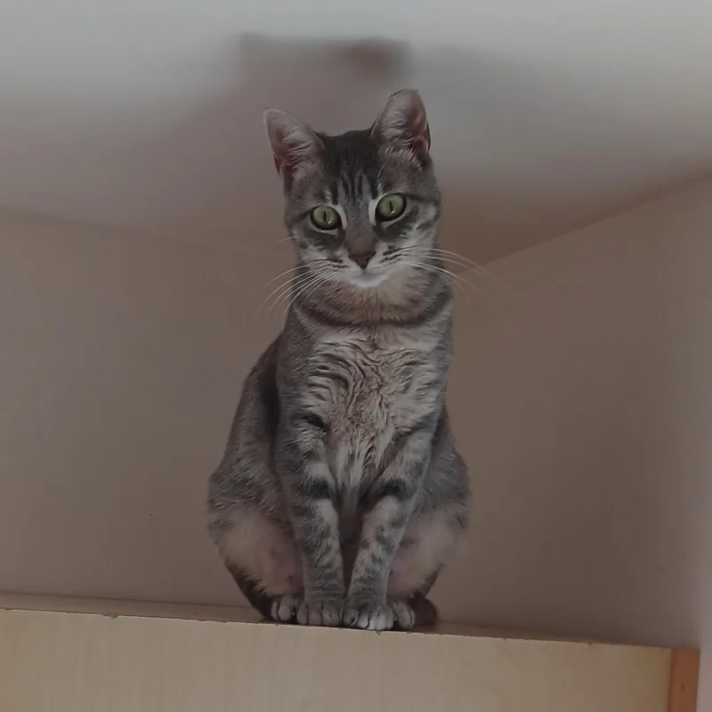 Gracie thumbnail 2