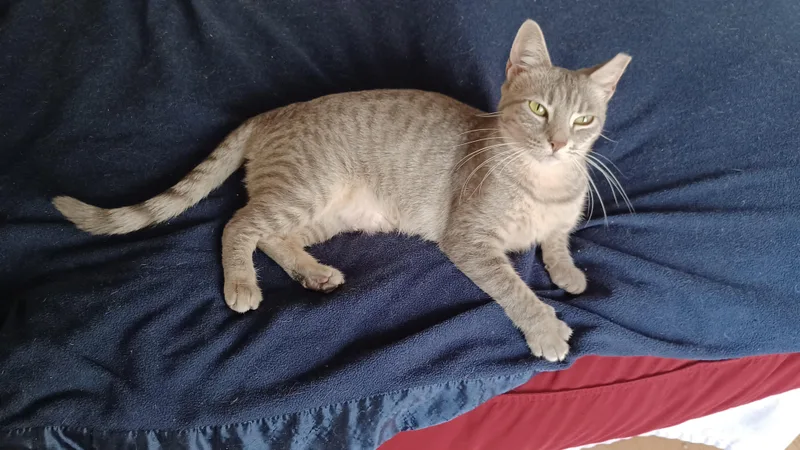 A young medium-sized female Gray / Blue / Silver Domestic Short Hair cat named Gracie for adoption in San Jose, CA
