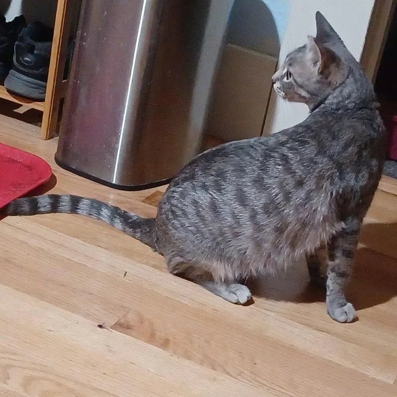 Gracie thumbnail 4