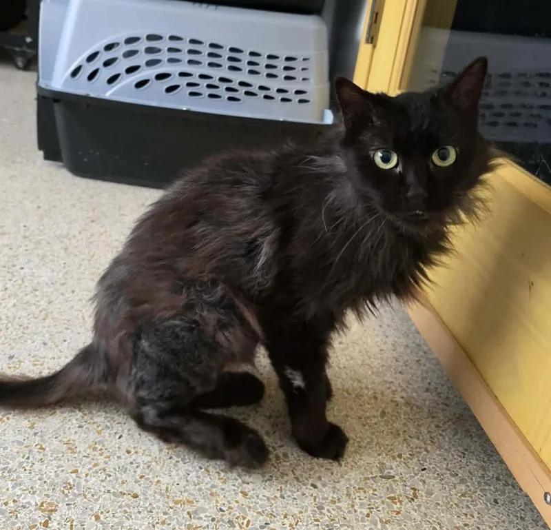 An adult medium-sized male Black Domestic Medium Hair cat named Salem for adoption in Crystal River, FL