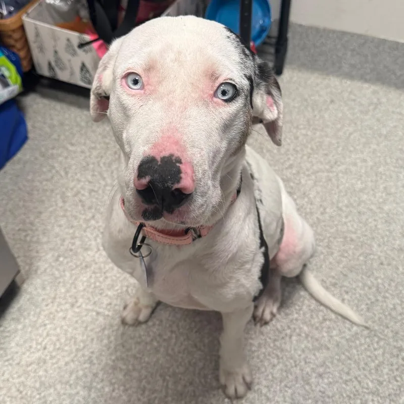 An adult medium-sized female White / Cream Catahoula Leopard Dog named Bow for adoption in Englewood, FL