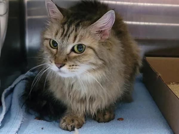 An adult medium-sized female Domestic Medium Hair cat named Raven for adoption in Staten Island, NY