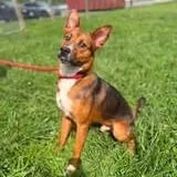 A young medium-sized male Yellow / Tan / Blond / Fawn Mixed Breed dog named Bryson for adoption in Alexandria, VA
