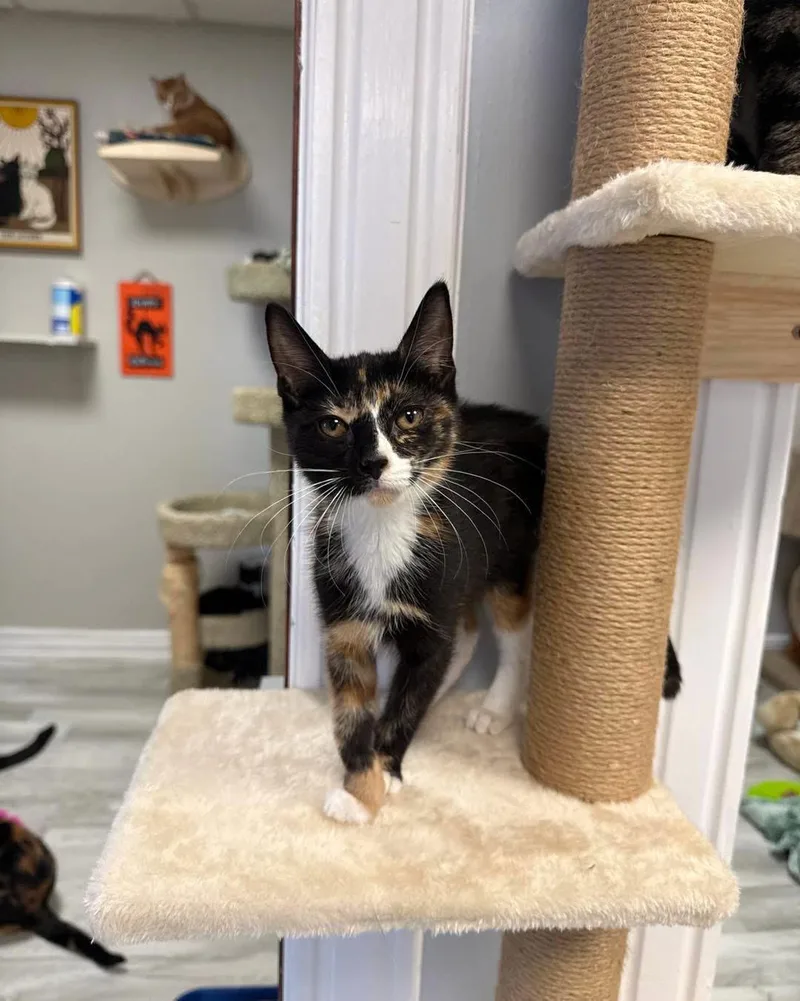 A young small-sized female Calico Domestic Short Hair cat named Rosalie for adoption in Freeport, NY