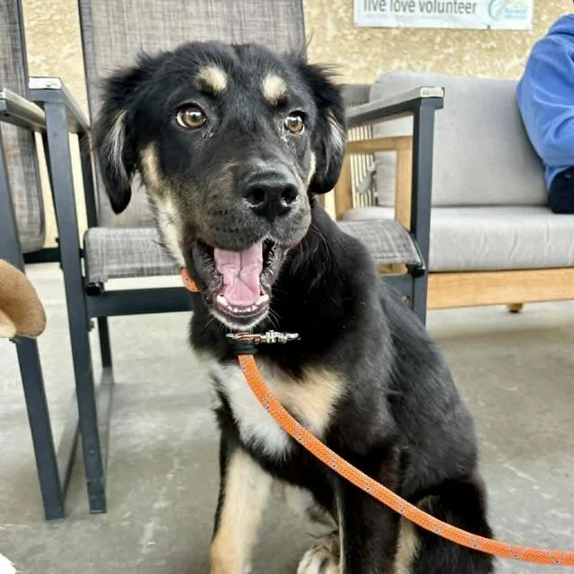 A baby large-sized male German Shepherd Dog dog named A for adoption in Camarillo, CA