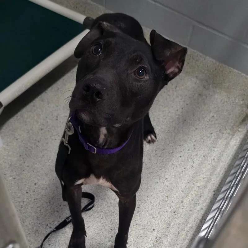 An adult medium-sized male Black Mixed Breed dog named Luka for adoption in Jacksonville, FL