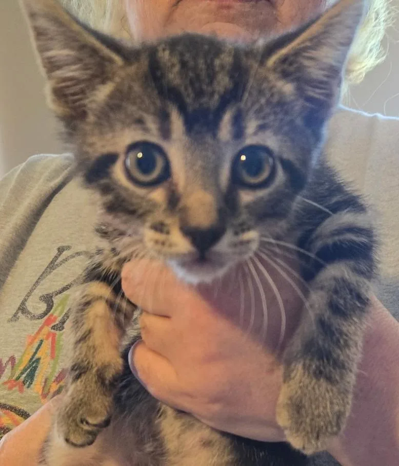 A baby small-sized male Domestic Short Hair cat named Fallon for adoption in Crocker, MO