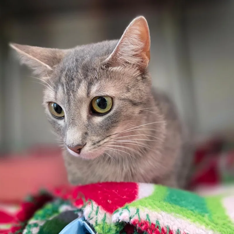 An adult medium-sized female Gray / Blue / Silver Domestic Short Hair cat named Pebble for adoption in Chapel Hill, NC