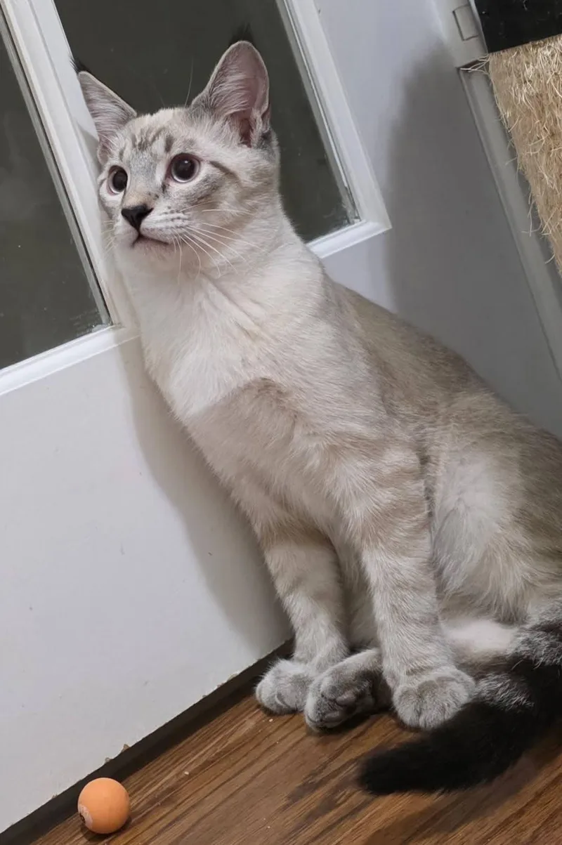 A baby medium-sized male Seal Point Domestic Medium Hair cat named Parker for adoption in Arlington, TX