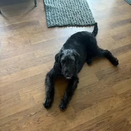 A baby medium-sized male Black Golden Retriever dog named Russ for adoption in Dayton, OH