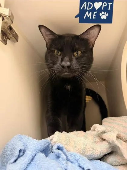 An adult small-sized male Domestic Short Hair cat named Prince for adoption in Lowell, MA