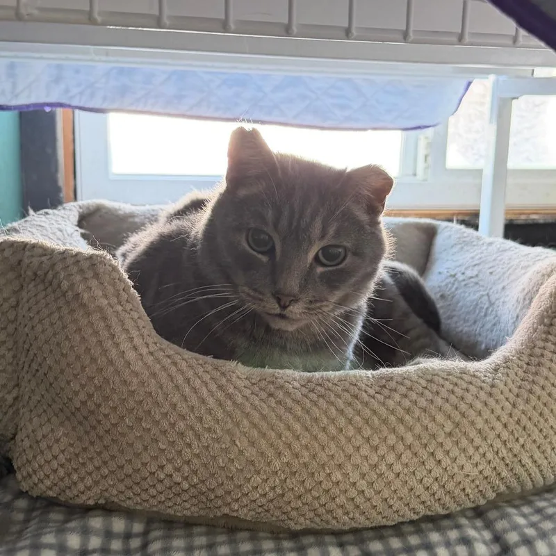 An adult large-sized male Gray / Blue / Silver Domestic Short Hair cat named Catrick Swayze for adoption in Inver Grove Heights, MN