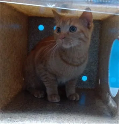 A young small-sized male Domestic Short Hair cat named Garfield for adoption in Gardena, CA