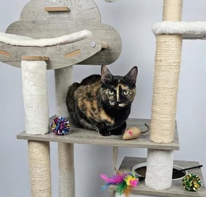 An adult small-sized female Domestic Short Hair cat named Nara for adoption in Cumming, GA