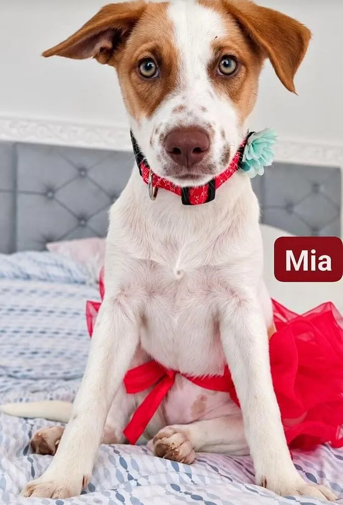 A baby medium-sized female Labrador Retriever dog named Mia for adoption in Naranjito, PR
