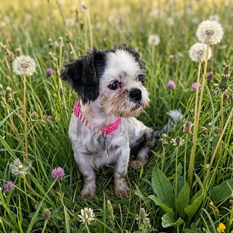 An adult small-sized female Black Shih Tzu dog named Fruki for adoption in Boerne, TX