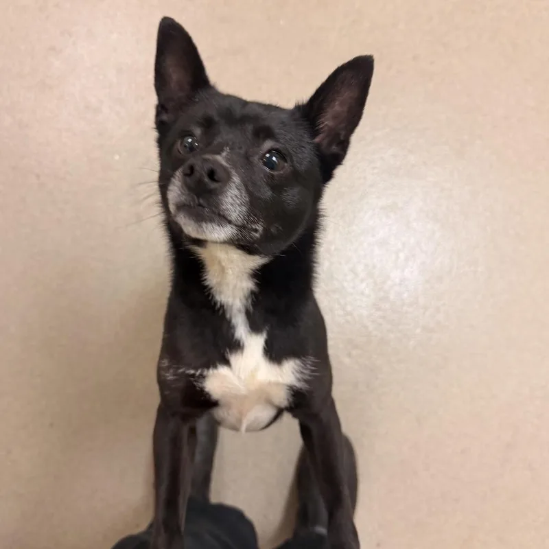 Nacho Libre thumbnail 3