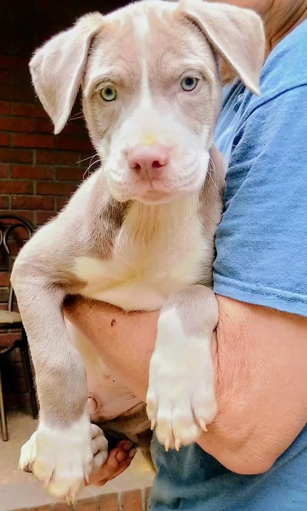 A baby medium-sized male Pit Bull Terrier dog named Brody for adoption in Princeton, MA