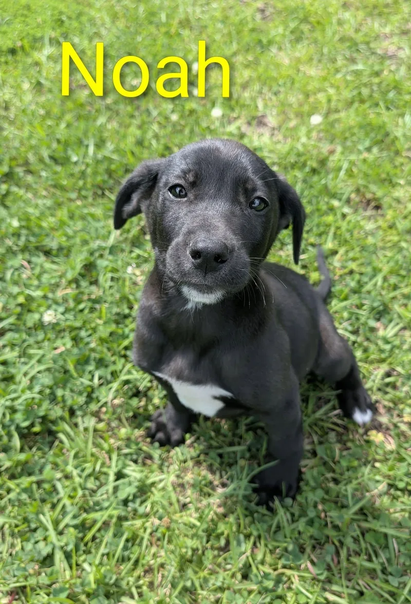 A baby medium-sized male Black Labrador Retriever dog named Noah for adoption in Marion, MS