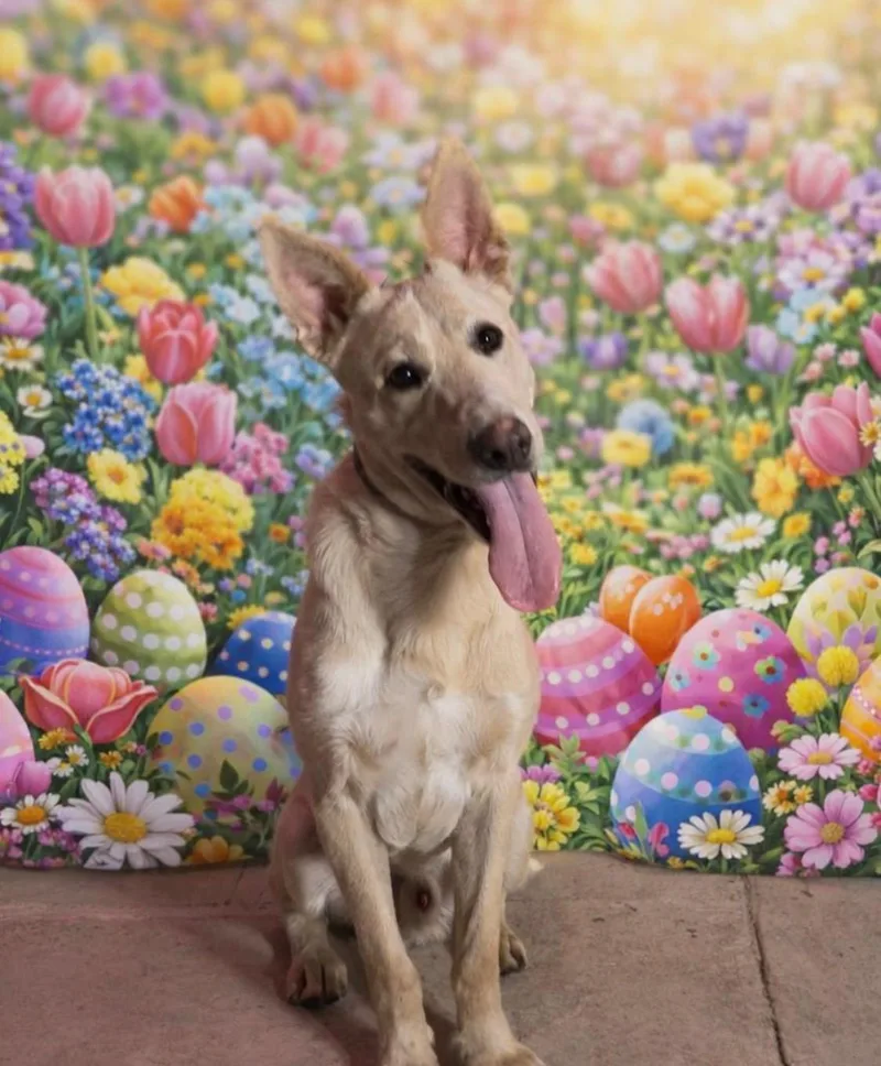 A young medium-sized male Border Collie dog named Comet for adoption in Bellflower, CA